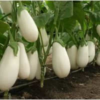  Аретуза F1 10 шт.