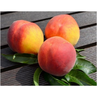 Харроу Бьюти