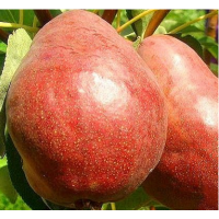 Киргизcкая зимняя 