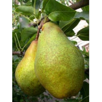 Конференция