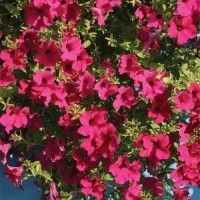 Петуния Даймонд Парпл F1 5шт.