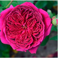 Роза английская Дарси Бассел