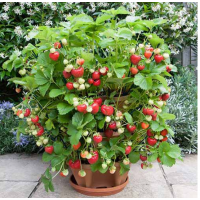 Клубника Искушение 0,01г.