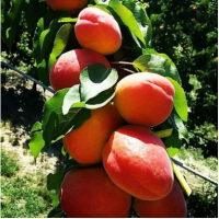 Джумбо Кот Джумбо Кот