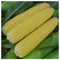 Тести Свит  F1 15 шт.