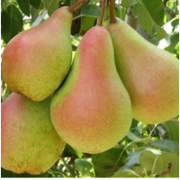  Лесная Красавица