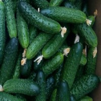  Мирабелл F1 10 шт.