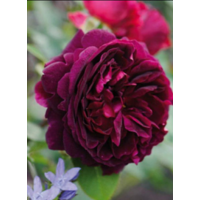 Роза английская Мунстед Вуд