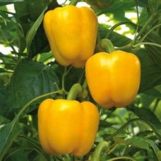 Сатрапо F1 5 шт.