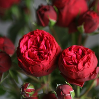 Роза английская Пиано