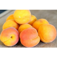 Робада Робада