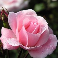 Вивальди  (ч/г) Премиум