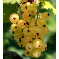  Императорская Жёлтая