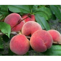 Канадиан Хармони