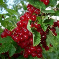   Красная Святкова