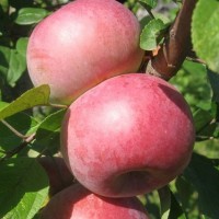  Виста Белла 