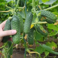 Мадрилене F1 10 шт.