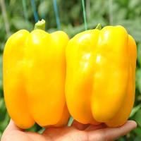 Спрингбокс  F1 8 шт.