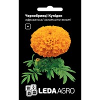  Бархатцы Купидон  золотисто-желт. 0,2 гр. 