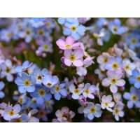 Незабудка Сильва смесь 20 шт.